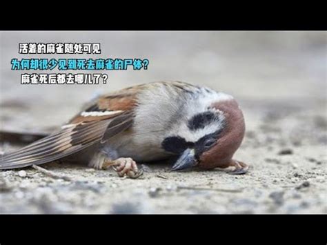 自來鳥麻雀|【自來鳥麻雀】自來鳥麻雀飛進家裡！吉？兇？風水解析讓你一切。